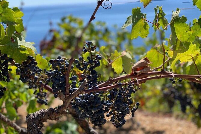 Authentic private viewpoint wine&dine tour - Timing and Route: 8 Hours That Actually Feel Like a Day