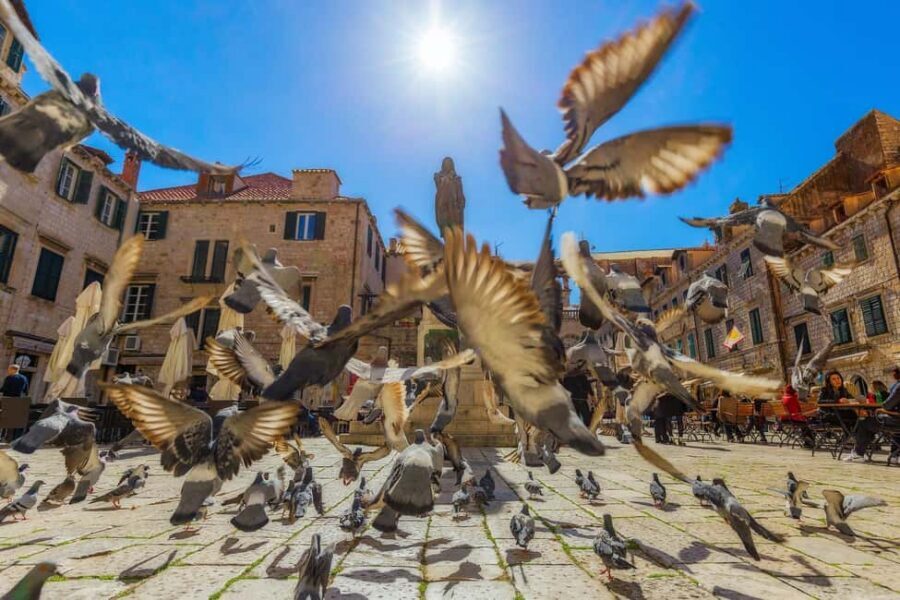 Dubrovnik for Kids: A Playful Family Walking Tour Experience - Key Highlights to Look For