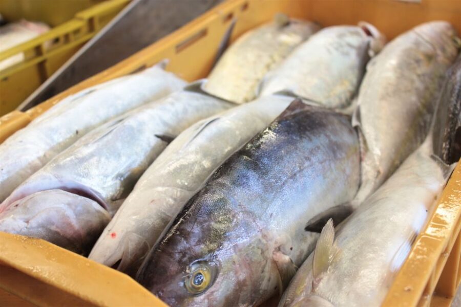 Dubrovnik: Private Cooking Experience with Wine Tasting - Key Highlights You’ll Care About