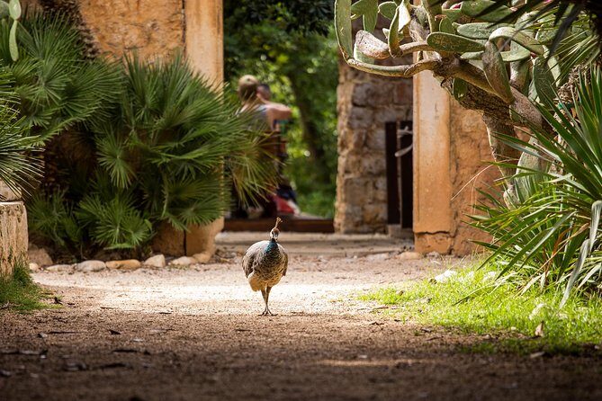 Legendary Game of Thrones & Lokrum Island Tour - Group size, pace, and what it feels like on the ground